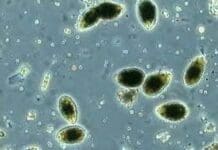 Genova, torna la paura per l’alga tossica Ostreopsis ovata in mare ostreopsis ovata alga tossica mare ligure