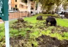 Albaro, cinghiali devastano le aiuole curate da Esselunga in via Piave cinghiali Genova Albaro aiuole via Piave