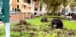 Albaro, cinghiali devastano le aiuole curate da Esselunga in via Piave cinghiali Genova Albaro aiuole via Piave