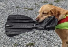 Portovenere, cane soccorritore morto in mare, la vera storia di Mia Mia cane salvataggio morto Portovenere