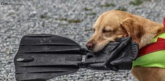 Portovenere, cane soccorritore morto in mare, la vera storia di Mia Mia cane salvataggio morto Portovenere