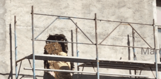 Genova, sciame d’api nel muro della chiesa della Sacra Famiglia in via Montaldo Api chiesa sacra Famiglia via Montaldo, Genova