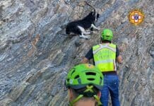 Cinque Terre, salvato il caprone bloccato a Punta Mesco per 5 giorni caprone punta mesco