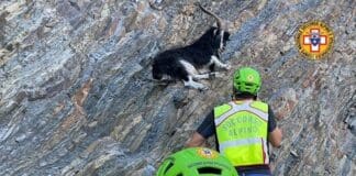 Cinque Terre, salvato il caprone bloccato a Punta Mesco per 5 giorni caprone punta mesco