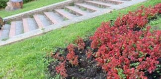 Genova, emergenza cinghiali, devastati i disegni floreali in piazza della Vittoria aiuola piazzaDe Ferarri cinghiali