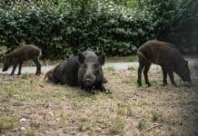 La Spezia, oggi la decisione sui cinghiali rinchiusi nel parco della Maggiolina cinghiali parco Maggiolina La Spezia