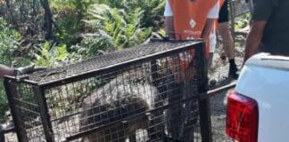 La Spezia, morto uno dei cuccioli catturati nel parco della Maggiolina cinghiali parco Maggiolina la spezia