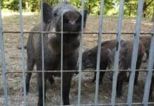 La Spezia, cinghiali nel parco della Maggiolina da giorni e senza cibo cinghiali parco Maggiolina La Spezia