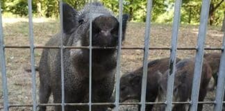 La Spezia, salvi i cinghiali del Parco della Maggiolina verranno trasferiti cinghiali parco Maggiolina La Spezia