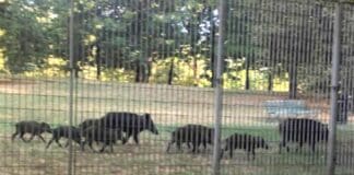 La Spezia, mobilitazione per salvare i cinghiali del Parco della Maggiolina cinghiali parco Maggiolina, La Spezia