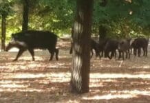 La Spezia, cinghiali rinchiusi nel Parco della Maggiolina, oggi la decisione cinghiali la spezia