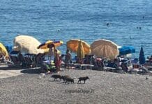 Genova, famigliola di cinghiali a spasso tra i bagnanti a Sturla Cinghiali Sturla
