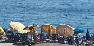 Genova, famigliola di cinghiali a spasso tra i bagnanti a Sturla Cinghiali Sturla