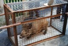 Celle Ligure prepara le gabbie per i cinghiali? Gli ambientalisti si mobilitano gabbie cinghiali