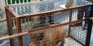 Alassio, catturati 80 cinghiali con le gabbie, le perplessità degli ambientalisti gabbie cinghiali