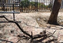 Genova, grosso ramo crolla vicino alle panchine a Oregina crollo ramo Oregina piazza Pestarino