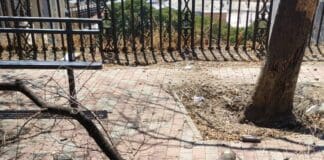 Genova, grosso ramo crolla vicino alle panchine a Oregina crollo ramo Oregina piazza Pestarino