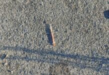 Voltri, siringhe nel parcheggio dei centri estivi della Spiaggia dei Bambini siringhe spiaggia bambini Voltri