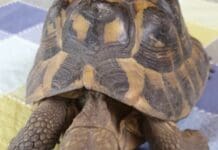 Genova, passanti trovano tartaruga in via Sant’Ugo a Castelletto Tartaruga castelletto