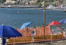 Nido di tartaruga a Levanto, la schiusa in diretta con la web-cam, ecco cosa fare Levanto nido tartaruga Caretta webcam