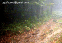 Genova, 9 cuccioli di lupo nei boschi dell’entroterra – VIDEO Lupi cuccioli Genova