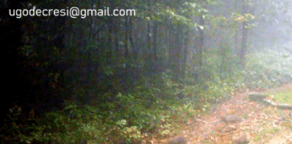 Genova, 9 cuccioli di lupo nei boschi dell’entroterra – VIDEO Lupi cuccioli Genova