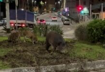 Genova, ancora emergenza cinghiali nel levante – VIDEO Sturla cinghiali piazza Sturla