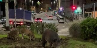 Genova, ancora emergenza cinghiali nel levante – VIDEO Sturla cinghiali piazza Sturla