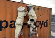 Genova, le api aliene catturate nel porto, arrivano dall’India api aliene porto di Genova