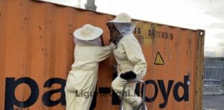 Genova, le api aliene catturate nel porto, arrivano dall’India api aliene porto di Genova