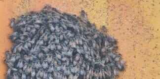 Genova, sciame di api aliene in Porto, arrivano gli esperti api strane porto di Genova sciame