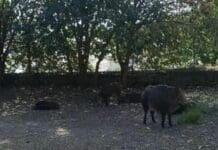Genova, cinghiali catturati all’Acquasola, ambientalisti temono l’abbattimento cinghiali Acquasola