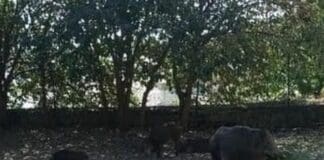 Genova, cinghiali catturati all’Acquasola, ambientalisti temono l’abbattimento cinghiali Acquasola