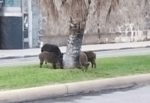 Genova, cinghiali nelle aiuole spartitraffico di corso Italia cinghiali corso Italia Genova