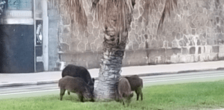 Genova, cinghiali nelle aiuole spartitraffico di corso Italia cinghiali corso Italia Genova