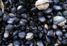 La Spezia, sequestrati 9 quintali di mitili non depurati, il venditore: troppa richiesta cozze mitili muscoli