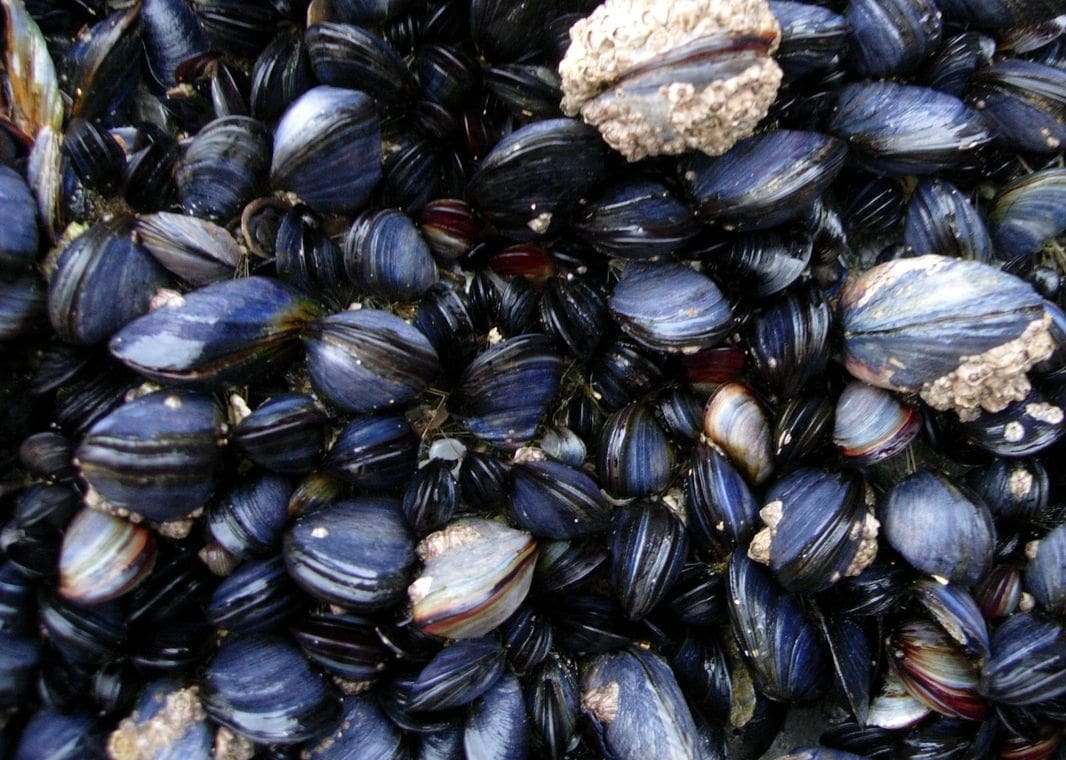 cozze mitili muscoli