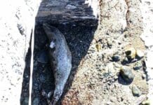 Delfino spiaggiato sulla spiaggia degli Archi a San Michele di Pagana delfino spiaggiato San Michele Pagana