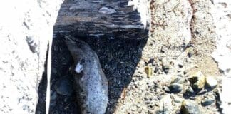 Delfino spiaggiato sulla spiaggia degli Archi a San Michele di Pagana delfino spiaggiato San Michele Pagana