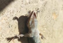 Savona, il caso del geco deforme appassiona gli esperti Geco deforme Savona