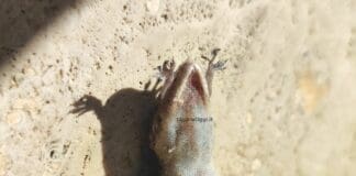 Savona, il caso del geco deforme appassiona gli esperti Geco deforme Savona