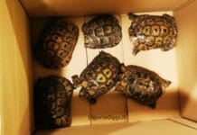 Genova, cercano di importare illegalmene 12 testuggini, sequestrate testuggini tartarughe di terra