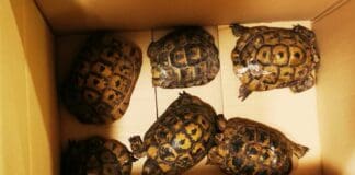 Genova, cercano di importare illegalmene 12 testuggini, sequestrate testuggini tartarughe di terra