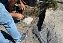 San Bartolomeo al Mare, ignoti danneggiano tubo dell’acqua della spiaggia dei cani tubo spiaggia cani san Bartolomeo al Mare