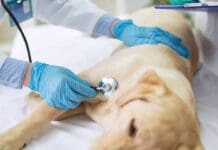 Genova, cane lasciato solo in casa per ore abbaia e fa scoprire sospetto caso di maltrattamenti Veterinario