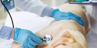 Genova, cane lasciato solo in casa per ore abbaia e fa scoprire sospetto caso di maltrattamenti Veterinario