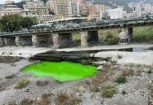 Genova, Bisagno che si tinge di verde intenso, ma è solo un colorante Bisagno colorato verde