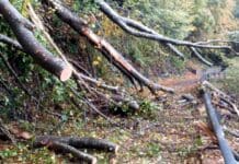 Maltempo in Liguria, Vigili del Fuoco impegnati nella notte nel Levante Gorreto albero caduto strada