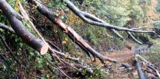 Vento forte in Liguria, decine di interventi nella notte per i Vigili del fuoco Gorreto albero caduto strada