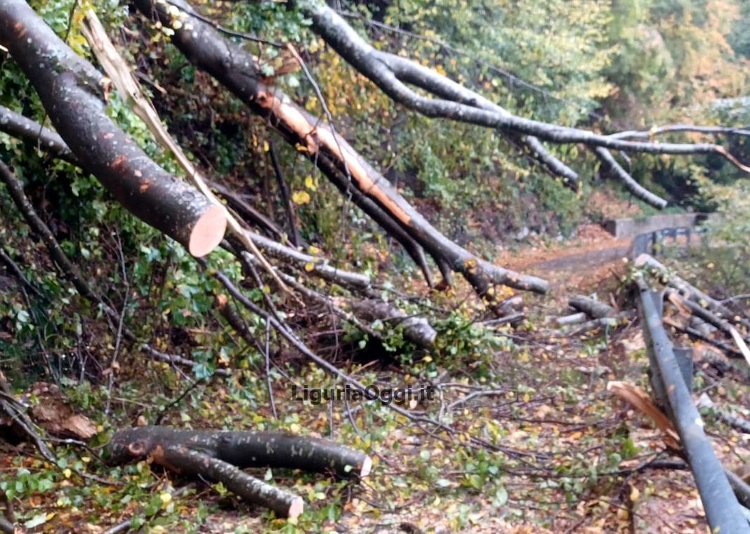 Gorreto albero caduto strada